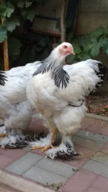  - POZE TINERET 2017 AUG