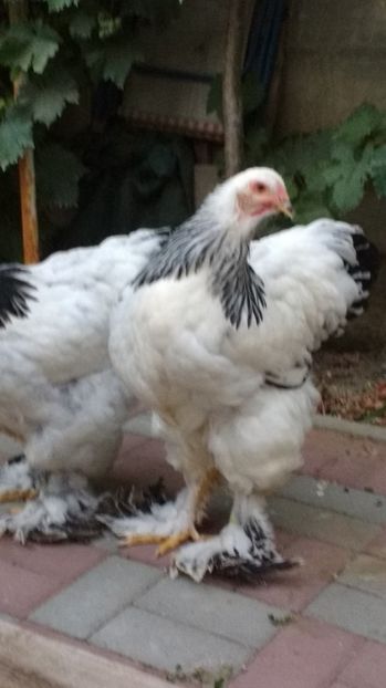  - POZE TINERET 2017 AUG