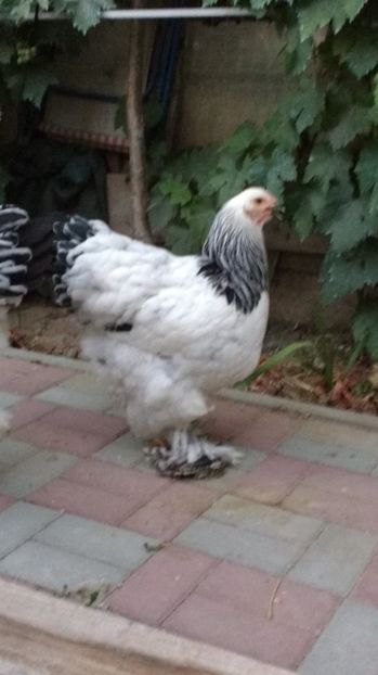  - POZE TINERET 2017 AUG