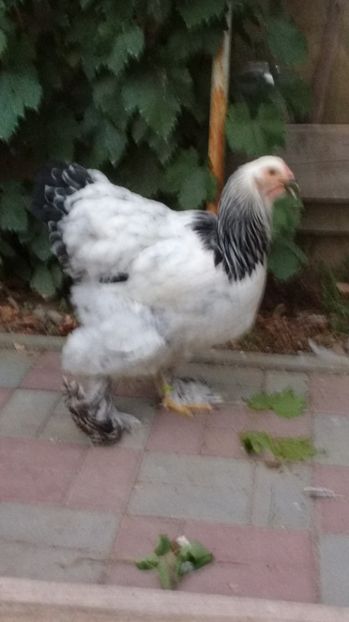  - POZE TINERET 2017 AUG