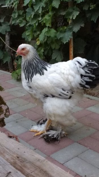  - POZE TINERET 2017 AUG