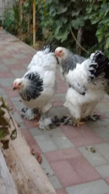  - POZE TINERET 2017 AUG