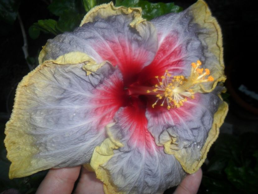 tah. stellar light - hibiscusi 2017 5