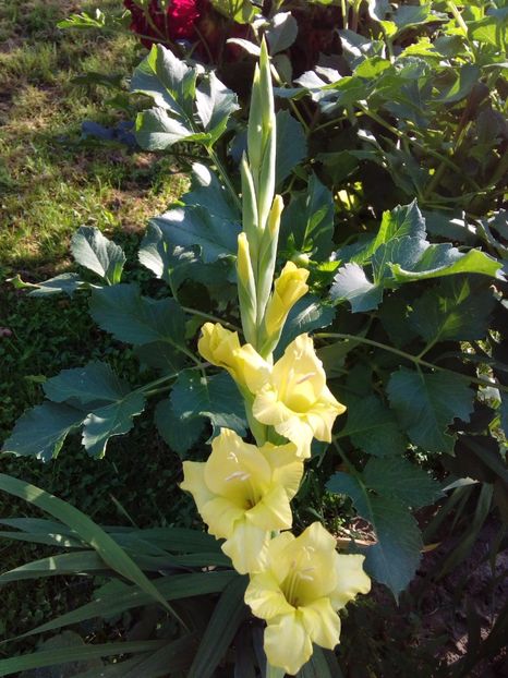  - AAAA_GLADIOLE 2015_2017_2018_2019