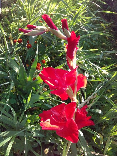  - AAAA_GLADIOLE 2015_2017_2018_2019