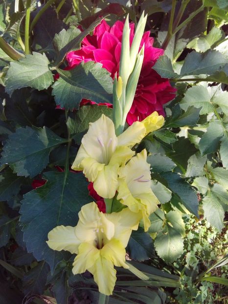  - AAAA_GLADIOLE 2015_2017_2018_2019