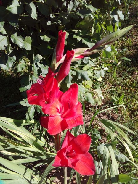  - AAAA_GLADIOLE 2015_2017_2018_2019