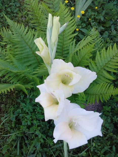  - AAAA_GLADIOLE 2015_2017_2018_2019