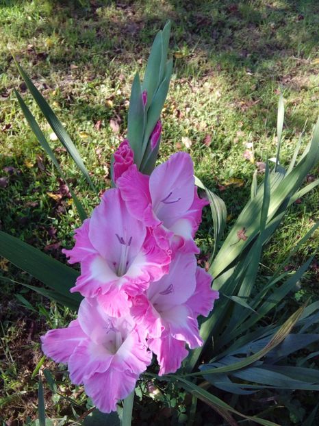  - AAAA_GLADIOLE 2015_2017_2018_2019