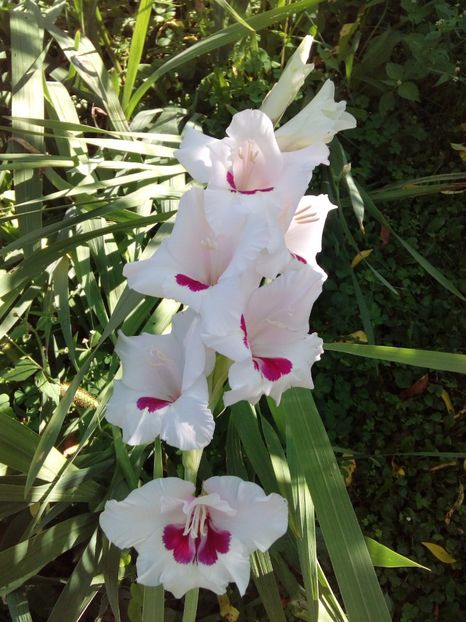  - AAAA_GLADIOLE 2015_2017_2018_2019