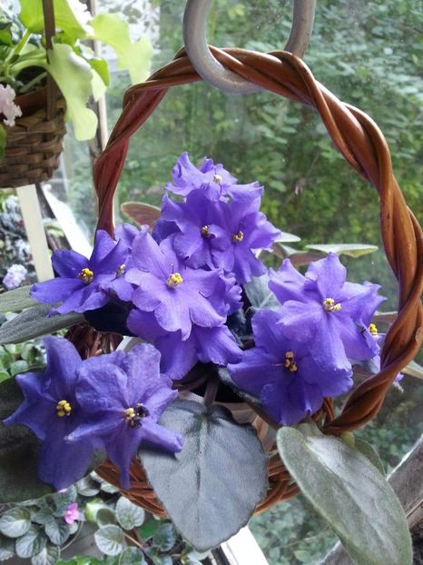  - Violete Africane