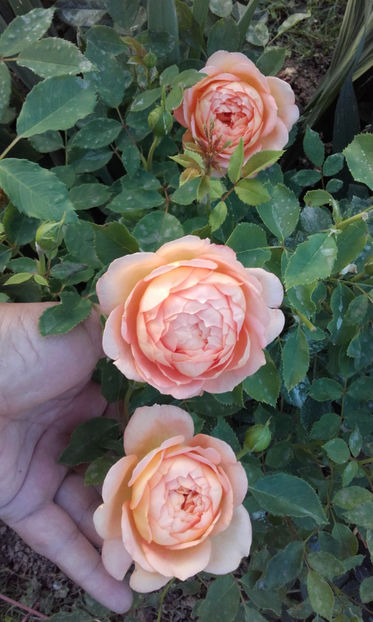 - LADY OF SHALLOT David Austin 3