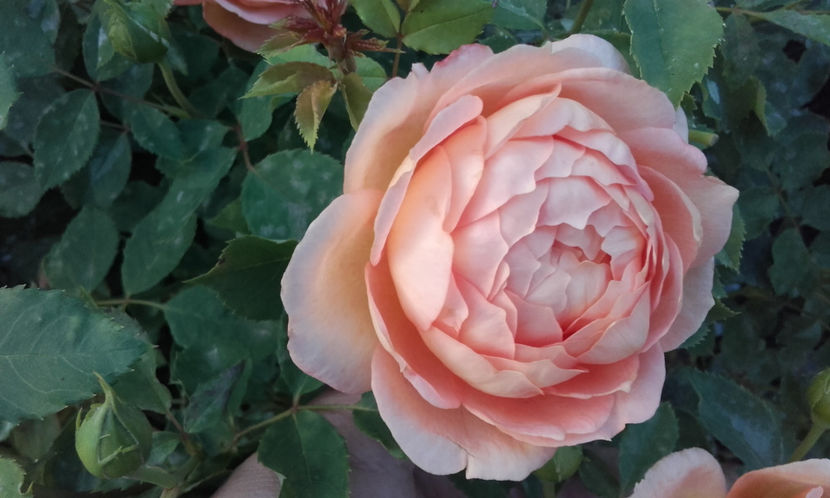  - LADY OF SHALLOT David Austin 3