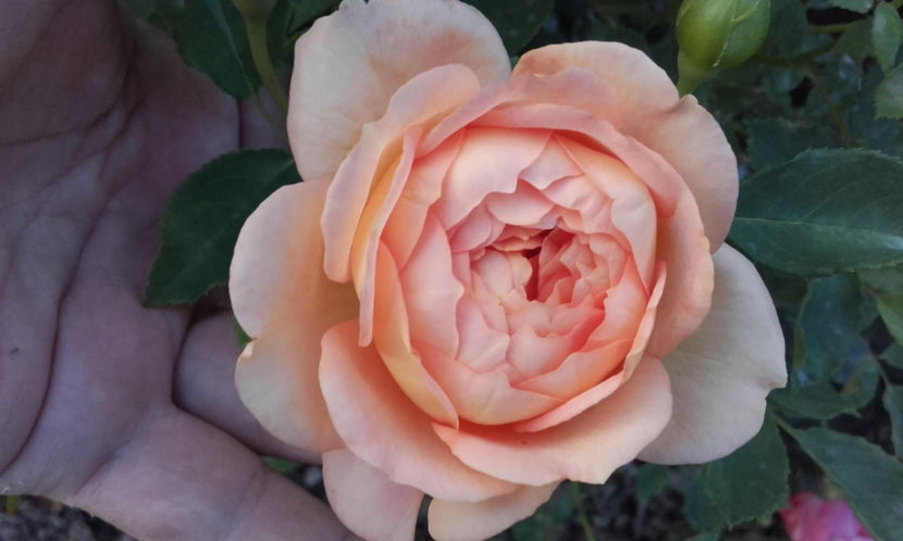  - LADY OF SHALLOT David Austin 3