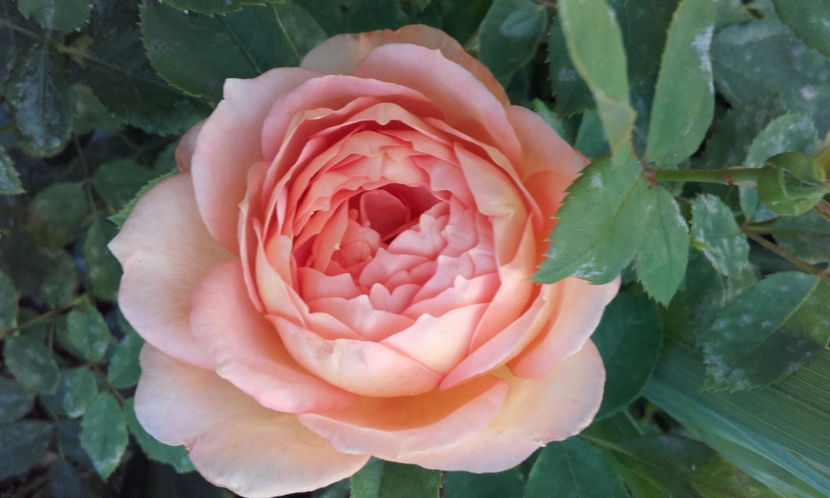  - LADY OF SHALLOT David Austin 3