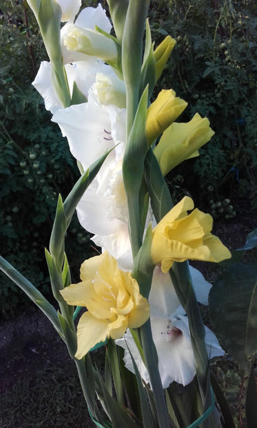  - Gladiole