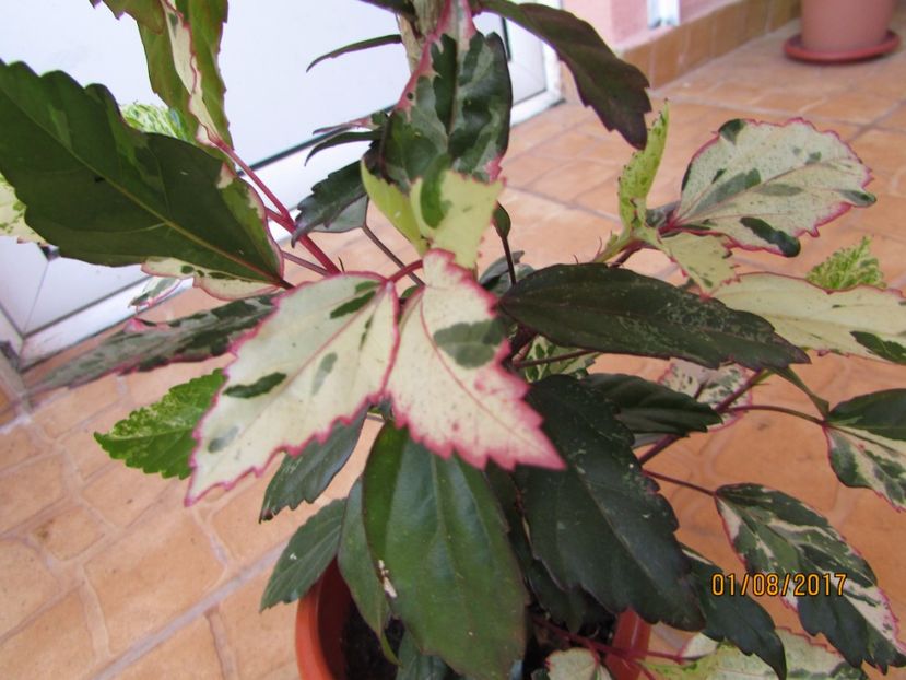  - Hibiscusii-mei