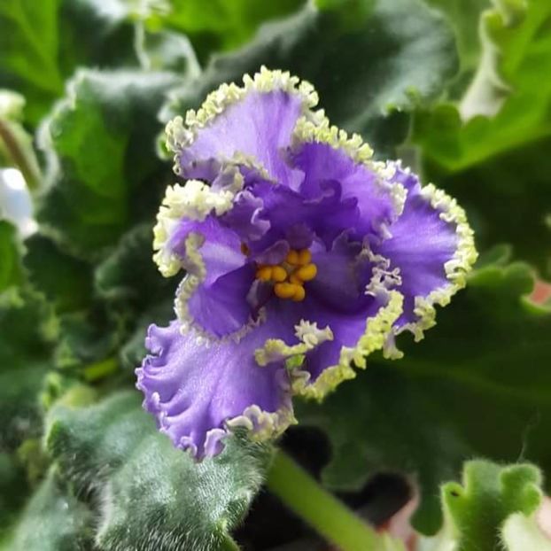  - Violete Africane