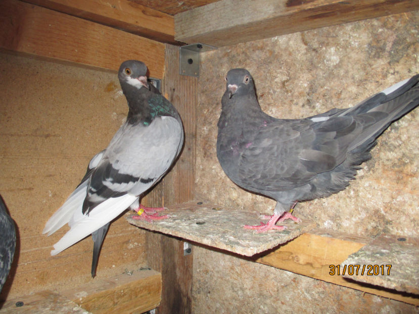 F2017 - Z ARHIVA ROLLER DE BIRMINGHAM 2017