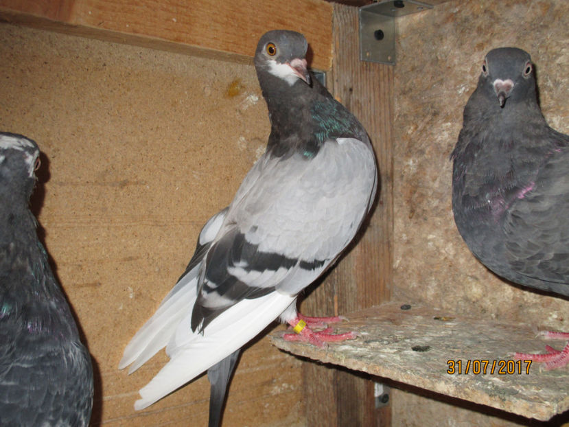 F2017 - Z ARHIVA ROLLER DE BIRMINGHAM 2017