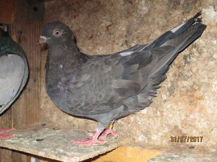  - Z ARHIVA ROLLER DE BIRMINGHAM 2017