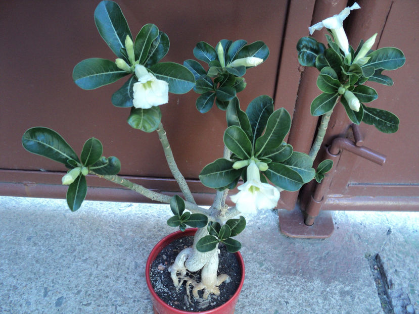 Adenium arabicum - ADENIUM