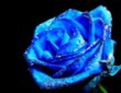 trandafir_albastru (1) - Trandafiri cu roua