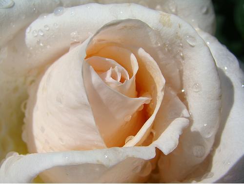 trandafir-alb-cu-roua - Trandafiri cu roua
