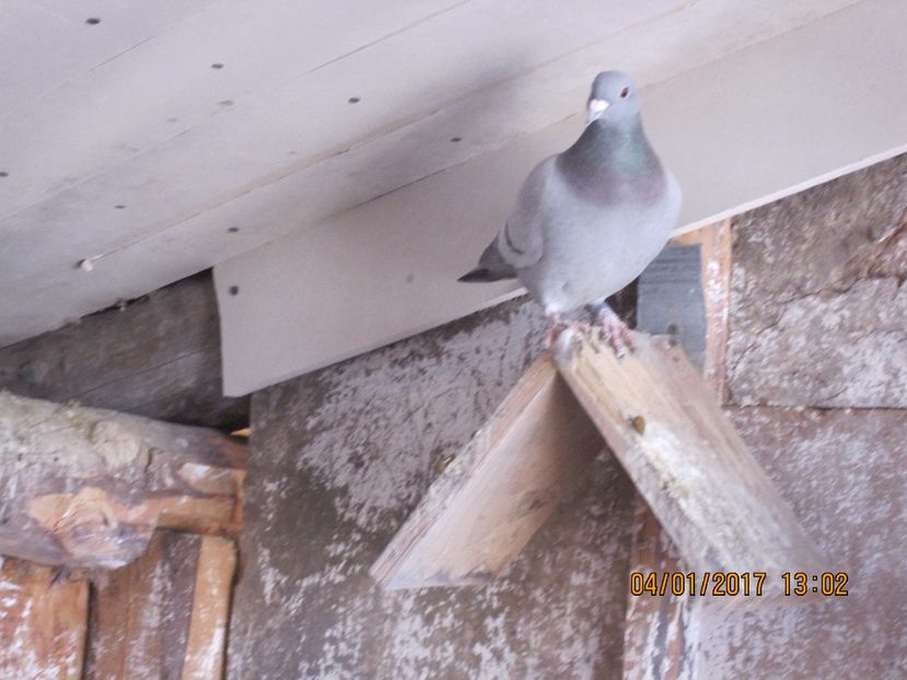 20. Albastra F - voiajori 2017