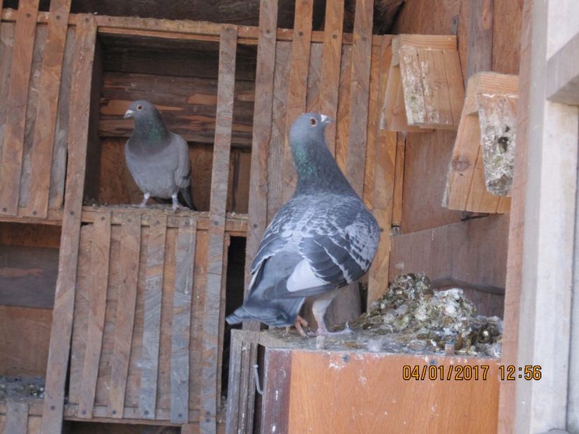 23.Ciocanit sp - voiajori 2017