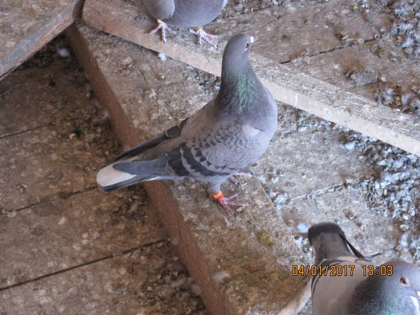 72. Marmurata sp. - voiajori 2017