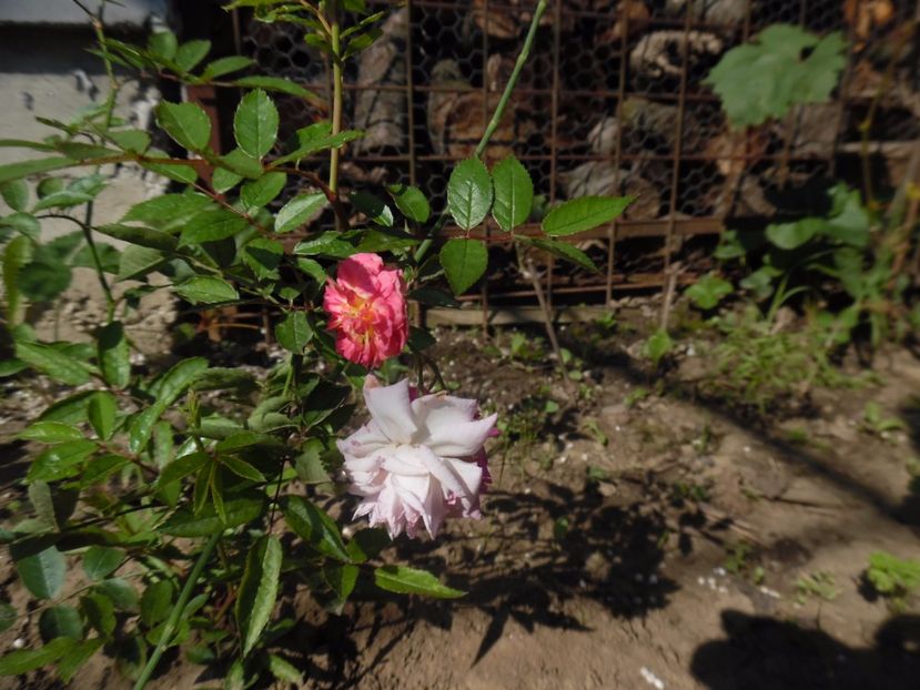  - Hybrid Multiflora Ghislaine Feuerwerk