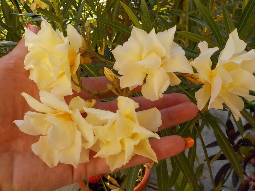  - luteum plenum nr 20