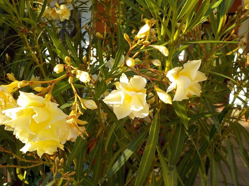  - luteum plenum nr 20