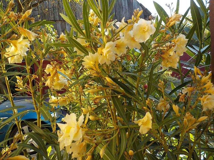  - luteum plenum nr 20