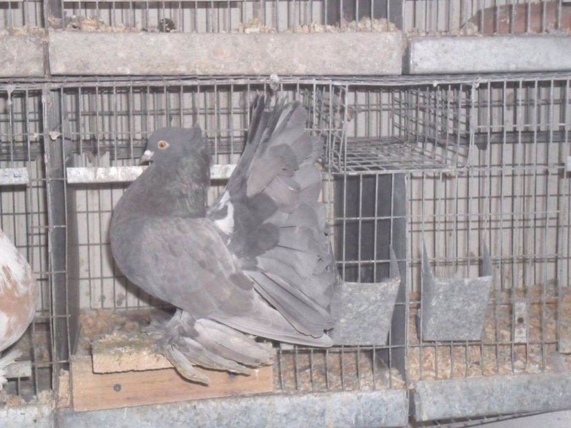 MG.LOFT - 3 VOLTATI INDIENI