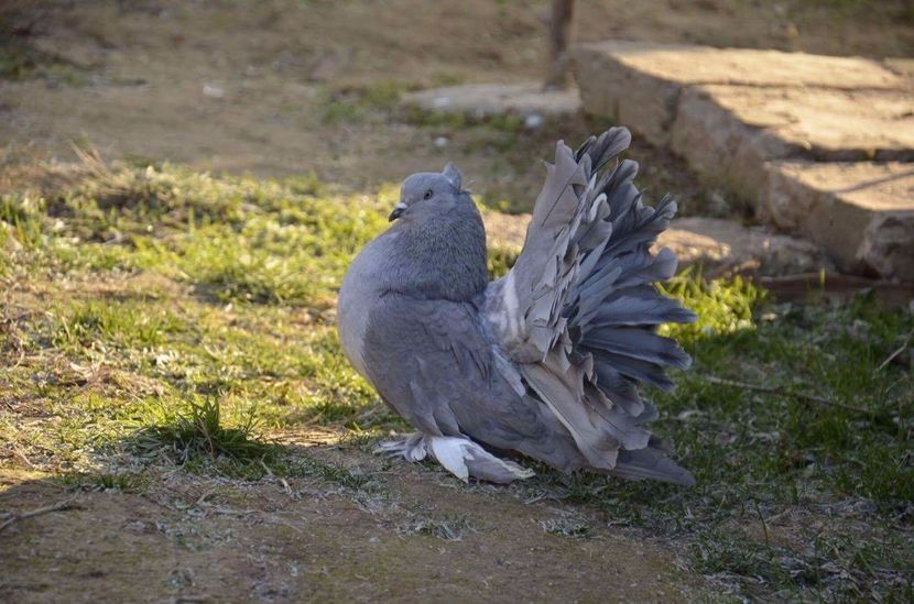 MG.LOFT - 3 VOLTATI INDIENI