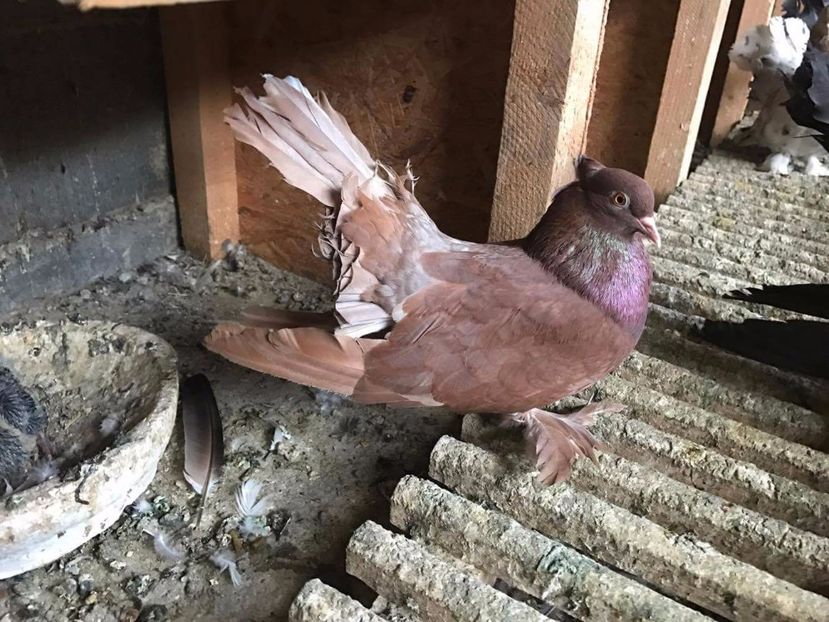 MG.LOFT - 3 VOLTATI INDIENI