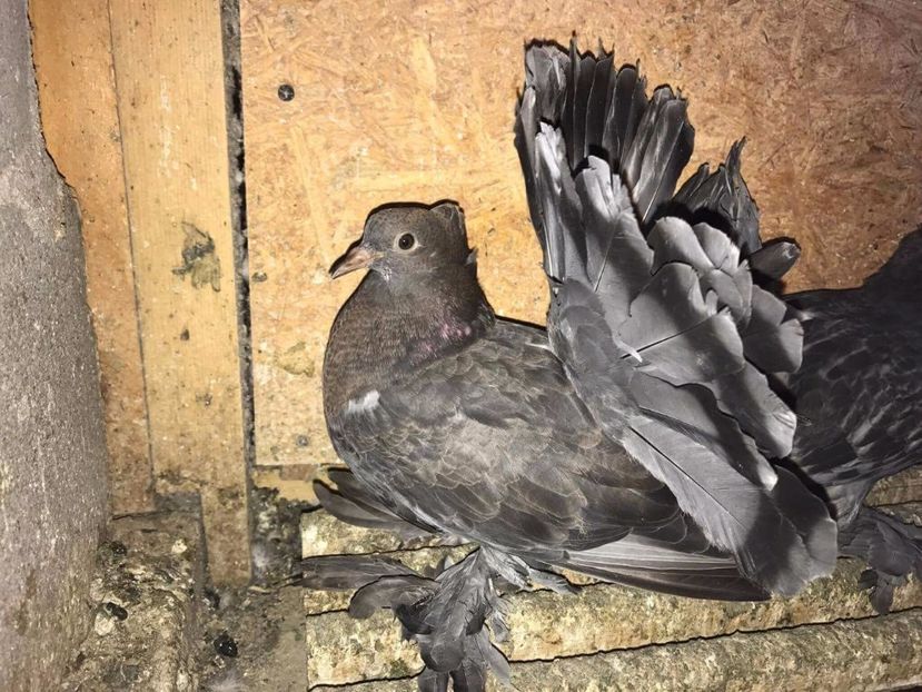 MG.LOFT - 3 VOLTATI INDIENI