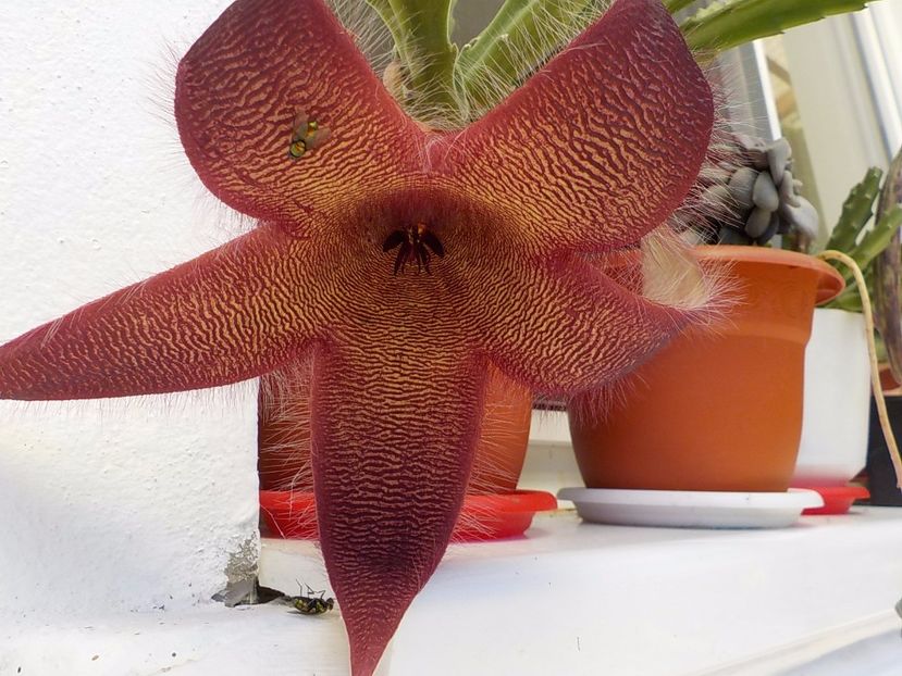 stapelia grandiflora - Genul Stapeliade