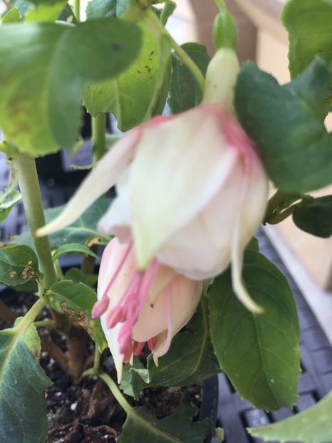 Avignon Jollie - Fucsii