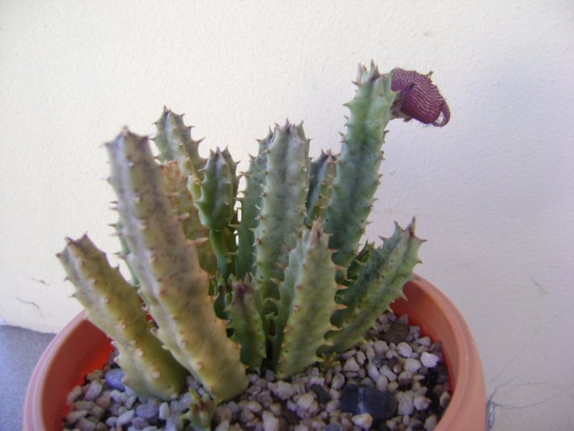 Stapelia hb. comparabilis - Stapeliade 2017