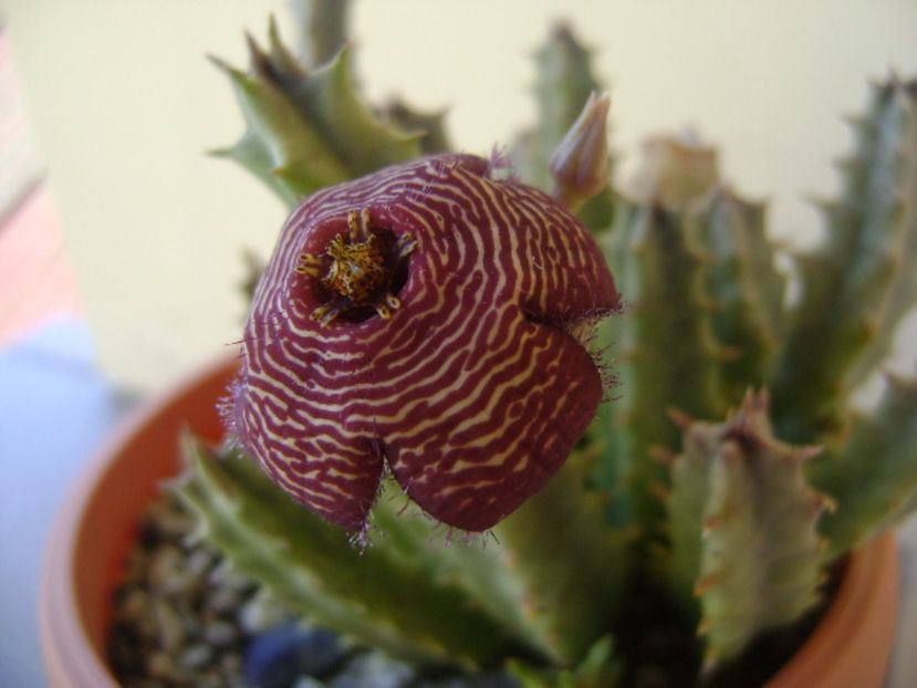 Stapelia hb. comparabilis - Stapeliade 2017
