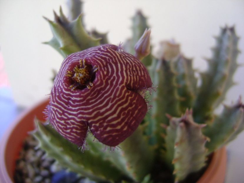 Stapelia hb. comparabilis - Stapeliade 2017
