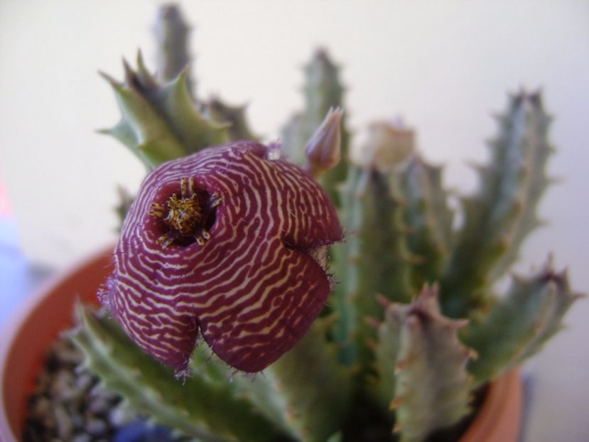 Stapelia hb. comparabilis - Stapeliade 2017