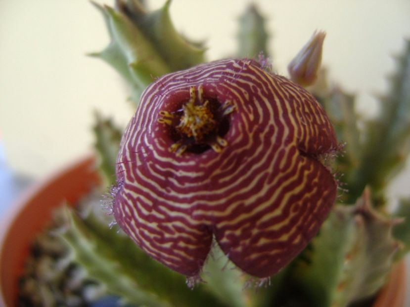 Stapelia hb. comparabilis - Stapeliade 2017