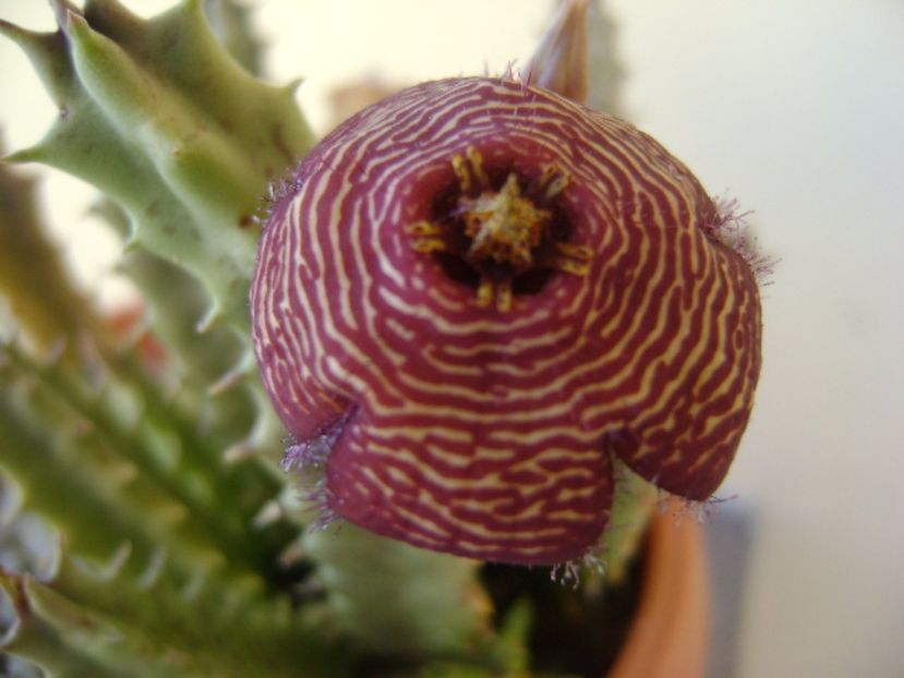 Stapelia hb. comparabilis - Stapeliade 2017
