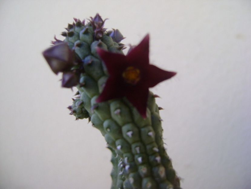 Echidnopsis repens - Stapeliade 2017