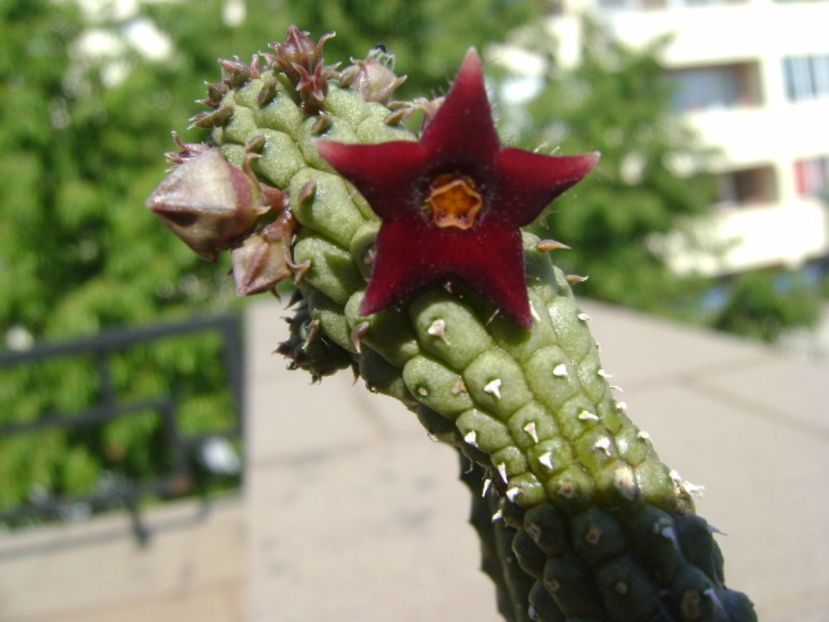 Echidnopsis repens - Stapeliade 2017
