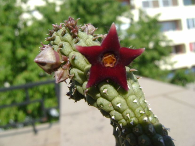Echidnopsis repens - Stapeliade 2017